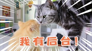 小猫咪第一次去打针，在人家地盘耀武扬威，大猫：让你知道社会的险恶【阿尔法是只边牧】