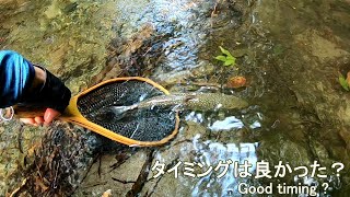 タイミングは良かった？　Good timing?  （今日も釣り歩く 8/3  2021,  Mountain stream fishing 3 Aug. 2021)