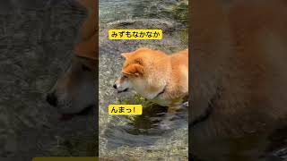 山寺に遊びにきた柴犬とも　もちろん参拝でなく、川遊びです😆　#いぬ  #いぬのきもち  #いぬのいる生活  #犬  #犬のいる暮らし  #柴犬　#dog  #doglover