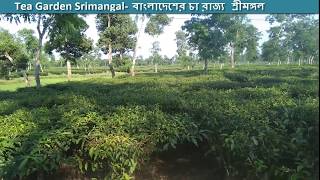 Tea Garden Sreemangal- বাংলাদেশের চা রাজ্য শ্রীমঙ্গল