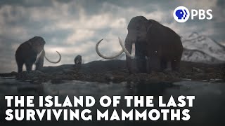 The Island of the Last Surviving Mammoths