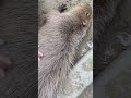 カピバラのマッサージをする彼女 shorts animals capybara