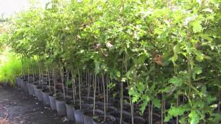 Cherry Bark Oak For Sale Online $1.80