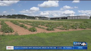 Inmates Grow Vegetables Through Gardening Program