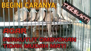 cara mudah agar perkutut ombyokan tidak sakit dan cepat mati