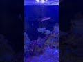 Pink margin fairy wrasse possible issues