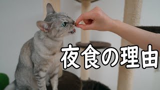 猫達に夜食の新しいルーティンが出来た理由とワニ