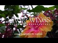 Magic Wings Conservatory | The Butterfly Place in South Deerfield, MA | Video by Makin’ It Marketing