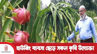 ড্রাগন ফল চাষ করে ৫০ লাখ টাকা আয় | Dragon Fruit Cultivation | Thakurgaon | Independent TV