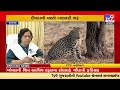 forest department begins counting of leopards junagadh tv9gujaratinews