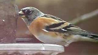 Brambling 2