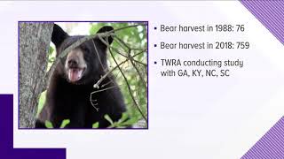 TWRA: Hunters killed a record number of bears in 2018