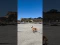 Super High Energy Dog🐾🕶️🐕#chihuhua #dog #puppy #highlights #goldenbambi #cute