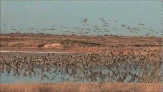 Sandhill Cranes at Paul's Lake Muleshoe National Wildlife Refuge