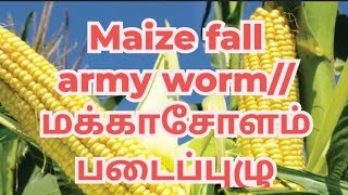 Maize fall armyworm management// மக்காசோளம் படைப்புழு தாக்குதல்