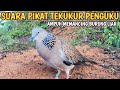 SUARA BURUNG TEKUKUR PENGUKU PALING AMPUH MEMANCING EMOSI BURUNG LIAR