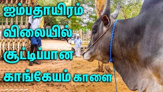 ஐம்பதாயிரம் விலையில் நல்ல சூட்டிப்பான காங்கேயம் மயிலை காளை| Kangeyam Bull | Palayakottai Country Cow