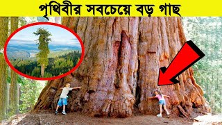 পৃথিবীর সবচেয়ে বড় গাছ  | Top BIGGEST Trees on Earth | By MMTW