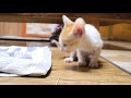 eng 꽁냥이 육아일기3탄 꽁냥이 태어나서 처음으로 목욕했어요 cat_kongnyangee so cute little kitten_episode 3 공대생네 가족