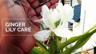 Fragrant gardening - Hedychium Coronarium || Ginger Lily care / Pakhila Phul in Assamese