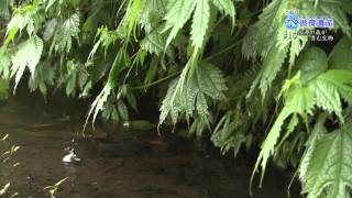 うおづ水循環遺産　#16水源の森