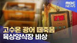 고수온에 광어도 떼죽음.. 육상양식장 비상 (2023.08.31/뉴스데스크/목포MBC)