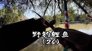 鲤鱼并没有想象中的那么难钓，找到鱼用对方法 轻轻松松中鱼