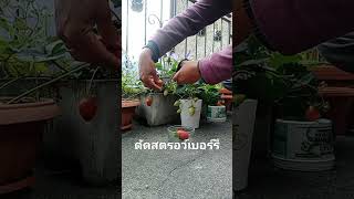 ปลูกสตรอว์เบอร์รี่ในกระถางเก็บกินได้เรื่อย ๆ#strawberry#ผลไม้เมืองหนาว#rinswitzerland #shorts