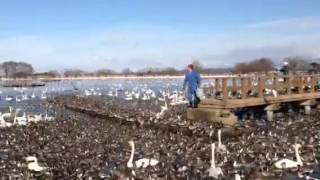 白鳥の湖 瓢湖