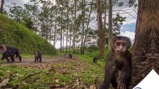 The Lion-Tailed Macaque make Natural Capital Awards 2015 its habitat