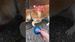 柴犬　ボールには弱い😎😎#shiba#shibainu