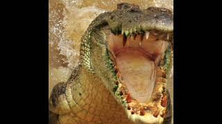 உப்பு நீர் முதலைகள் பற்றிய உண்மைகள் /facts about crocodile #tamilfacts