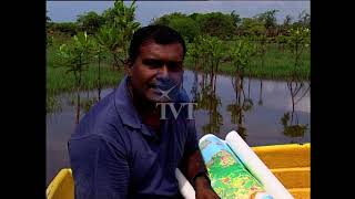 කඩොලාන - මිහිකතගේ  මිතුරෝ I Mangroves - Friends of the Earth Documentary (E.A.I.P)