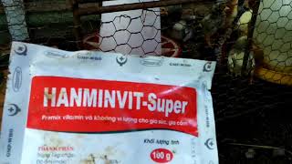 វិតាមីនសម្រាប់កូនមាន់, Vitamin for chick