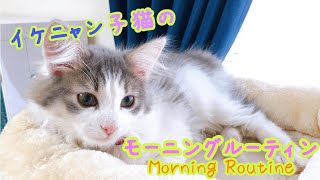 【Morning Routine】イケニャン子猫の可愛すぎるモーニングルーティン【ノルウェージャン】