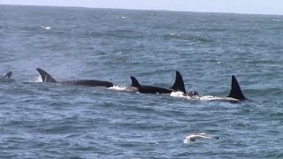 3.24.16 Orca's / Killer Whales, Mating Gray Whales \u0026 Common Dolphins