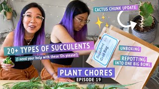 Unboxing TONS OF SUCCULENT PROPAGATIONS + planting up a big bowl! Euphorbia chunk update + new cacti