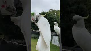 SULPHUR CRESTED COCKATOO #cutebirds #australianparrots #cockatoo #funnybirds #cutebirds