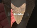 Giant Megalodon Fossil Shark Tooth