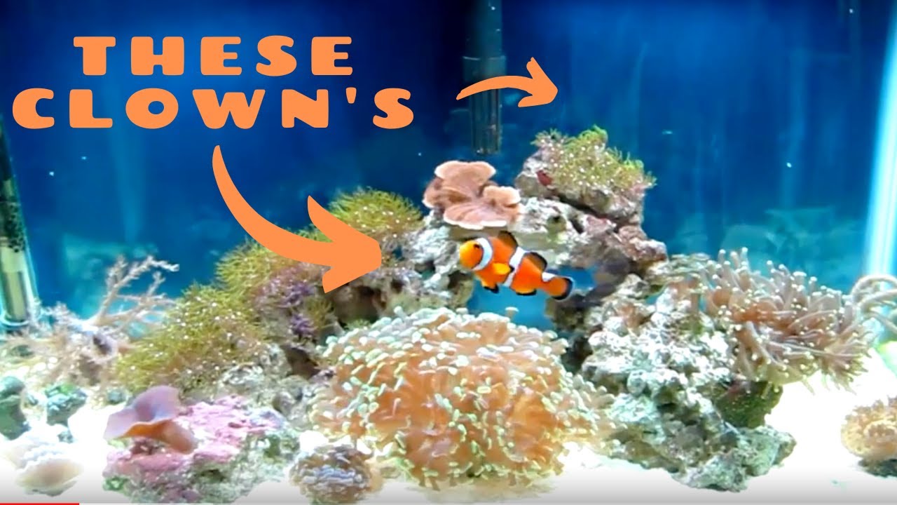 10 Gallon Saltwater Aquarium: Clownfish - YouTube