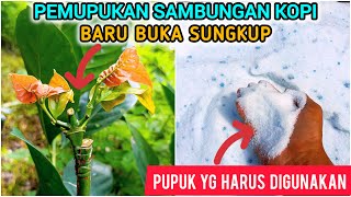 Panduan lengkap pemupukan sambungan kopi pasca buka sungkup.#sobatpoktan,#pokoketani