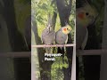 two cute parrots joy and charm in your home parrot parrotvideo vlog belgian travel