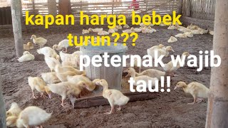 kapan harga bebek turun? || bebek pedaging