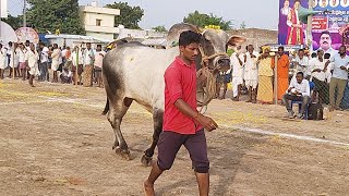 Dharmavaram గ్రామంలో న్యూ కేటగిరి D. రోహన్ బాబు గారు హైదరాబాద్ వారి గిత్తలు