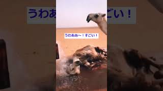 初めて大量の水を見たラクダが可愛すぎた #shorts #かわいい動物