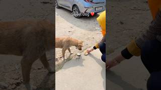 Street Dog #shortsvideo #doglover #dogshorts #streetdog #love