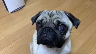 【pug】パグ犬　茶漬日記77 2021.11.11（左目の怪我と目薬）