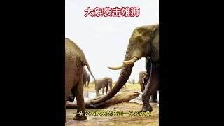 公大象襲擊母大象，被雄獅看到了，公大象跑過去捉弄雄獅 #野生動物零距離 #動物世界 #動物的迷惑行為 #大象 #雄獅