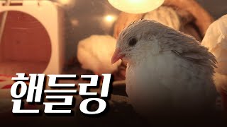 미니메추리 키우기 핸들링 도전기 Mini quail handling