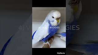 top 10 rare budgies.#budgies ,#shorts